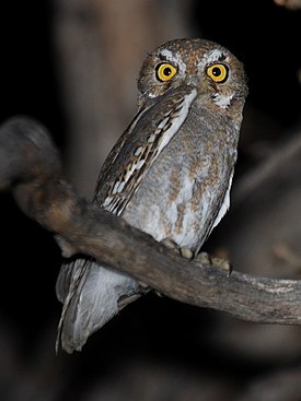 275px-Elf_Owl.jpg