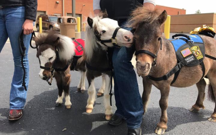 Horses-travel-large.jpg